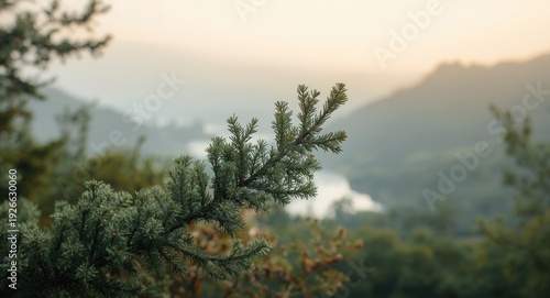 Sharp focus on a thuja bran...