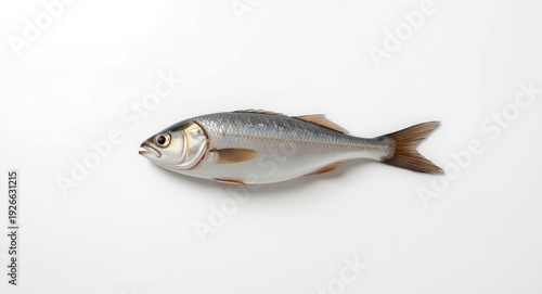 Natural European Hake fish displayed on clear white background