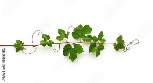 Single grapevine branch wit...
