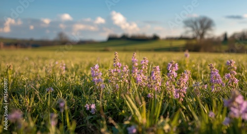 Springtime blooming of creeping thymus flowers in rural fields