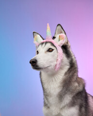 A Siberian Husky wears a whimsical unicorn headband, set against a gradient background of pink and blue hues. The dog's calm expression contrasts with the fun and quirky accessory.