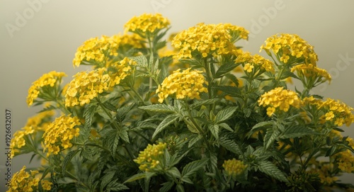Tagetes tenuifolia plant il...