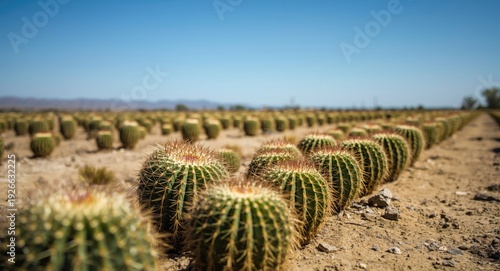 Mixed small spiny cacti gro...