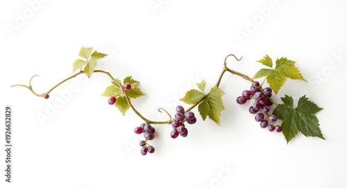White background showcasing...