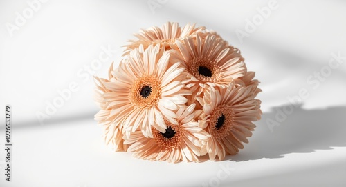 Elegant pale peach gerbera ...