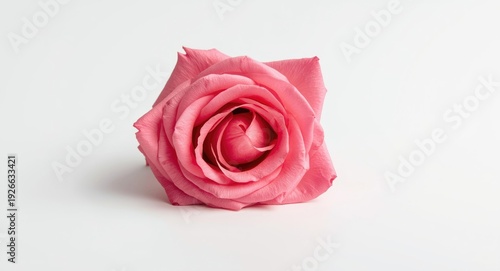 pink rose blossom showcased...