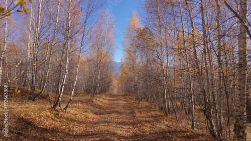 Wallpaper Mural Majestic Autumn Birch Forest Path Tilt Up to Snow Capped Mountains Slow Motion 4K Graded Torontodigital.ca