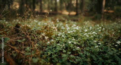 Natural forest floor ambian...