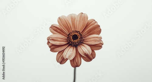 Faded brown flower isolated...