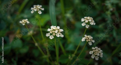 Pale toned lungwort cluster...