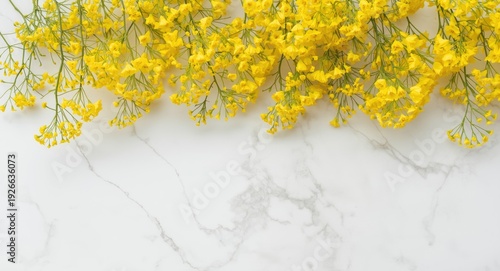 Bright mimosa flowers layer...