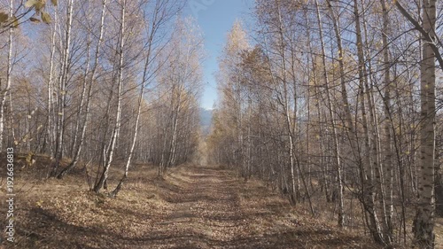 Wallpaper Mural Majestic Autumn Birch Forest Path Tilt Up to Snow Capped Mountains Slow Motion 4K Ungraded Log Torontodigital.ca