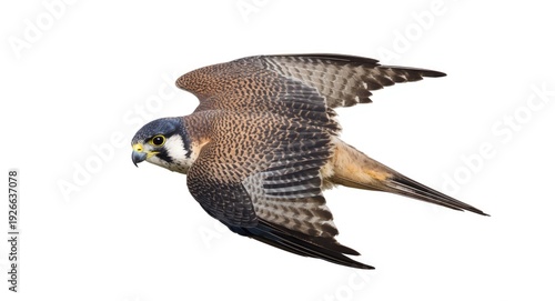 Illustration of falcon pere...