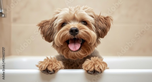 Cheerful Griffon dog enjoyi...