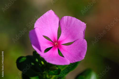 Catharanthus Roseus Pink Flower Medicinal Plant