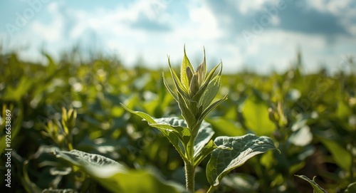 Soybean close up in a thriv...