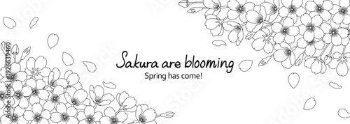 白地に繊細な線で描いた桜の花のフレームイラスト