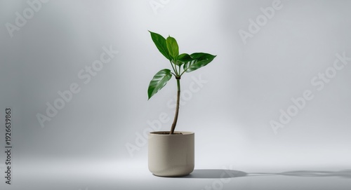 immature Schefflera plant p...