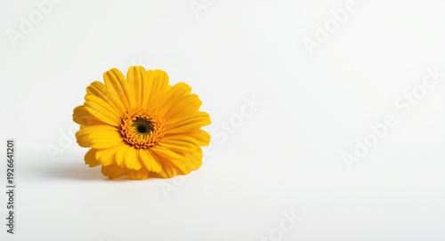 Macro photography of yellow...