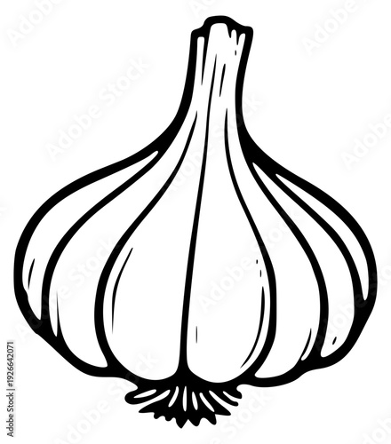 Line art whole garlic head with stem