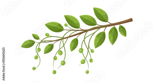 A branch illustration with leaves and berries, showcasing nature's beauty from a close-up viewpoint