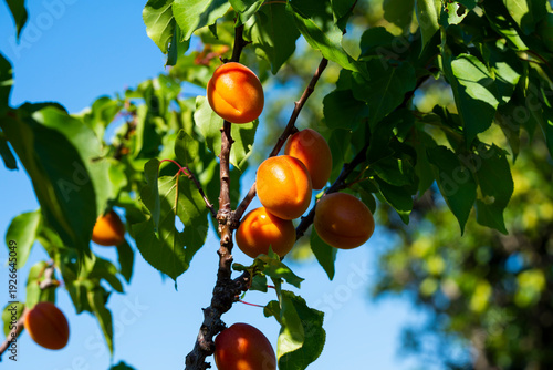 Ripe Apricots Hanging on Apricot Tree Branch in Orchard