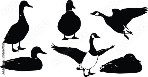 Black duck and goose silhouette collection, flying and swimming waterfowl vector icons, wild mallard and Canada goose set for hunting, (20 words)