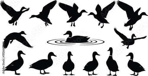 =Black duck silhouette collection, flying and swimming waterfowl vector set, wild mallard icons for hunting sports and nature wildlife graphics, (20 words)