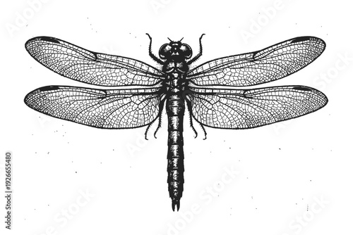 Vintage black and white dragonfly illustration, an exquisite scientific engraving. Detailed entomological artwork showcasing intricate wing venation, segmented body, and compound eyes. Perfect Odonata