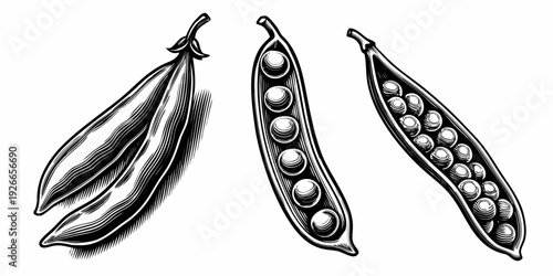 Vintage illustration of three pea pods in varying stages of ripeness