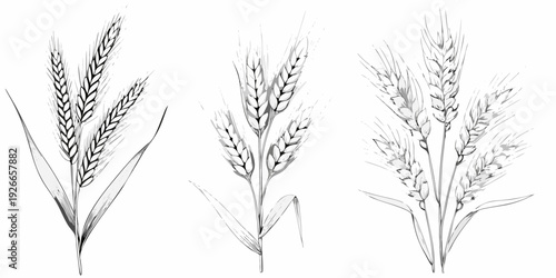 Detailed botanical illustration of three wheat stalks in monochrome