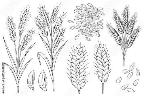 Detailed illustration of various grains and wheat stalks in black and white