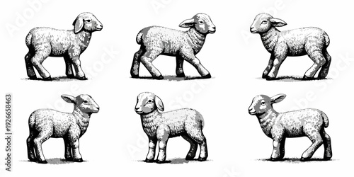 Six lambs in various poses presented as a vintage style illustration