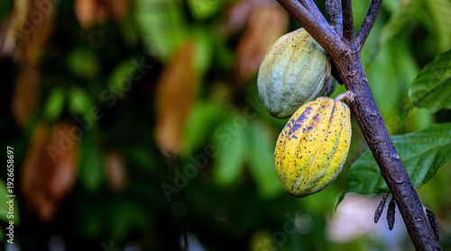 Fresh green Cacao pods growing on cocoa tree branch in tropical plantation