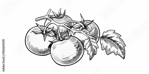 Vintage style illustration of a tomato plant branch with ripe tomatoes
