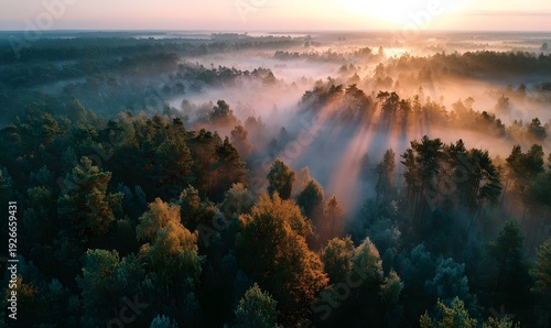 Aerial drone view captures a misty forest landscape at sunrise where golden god rays pierce through fog to illuminate the majestic treetops.
