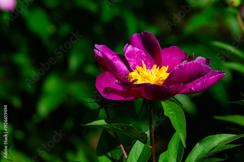 Peony blossoms attract bees in spring: the vitality of nature in urban parks
