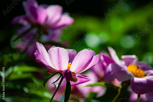 Peony blossoms attract bees in spring: the vitality of nature in urban parks