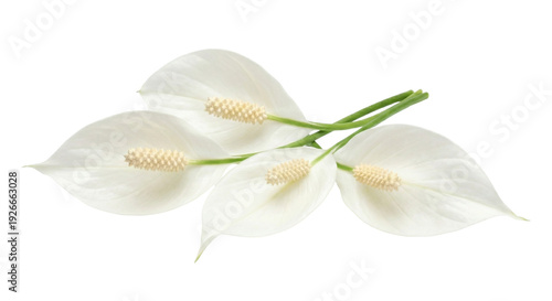 Elegant White Peace Lily (Spathiphyllum) Blooms on White Background Conveying Purity and Tranquility