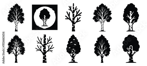 silhouette nature birch tree drawing icons and set of graphics nature elements