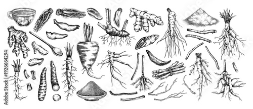 Medicinal roots and herbal ingredients vector illustrations collection. Hand drawn vintage apothecary sketches set. NOT AI generated