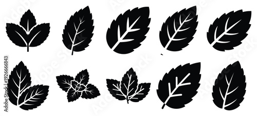 silhouette nature mint leaf drawing icons and set of graphics nature elements