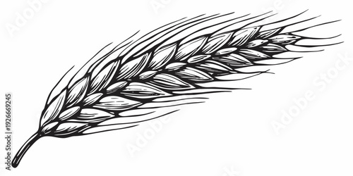 Detailed illustration of a wheat stalk with prominent grain details
