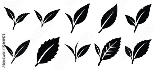 silhouette nature tea leaf drawing icons and set of graphics nature elements