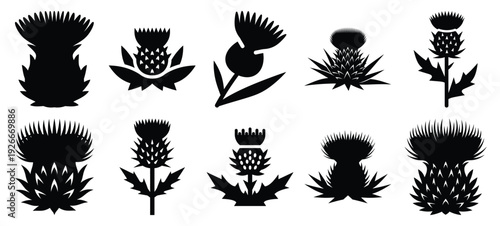 Fotografie silhouette nature thistle bloom drawing icons and set of graphics nature element