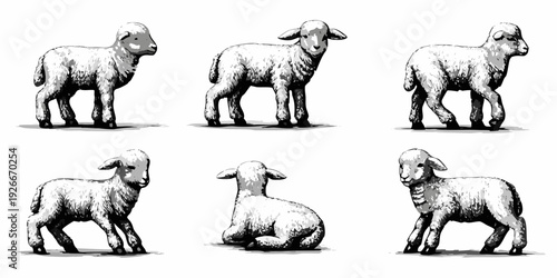 Six lambs in various poses a vintage style illustration