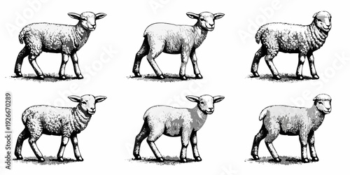 A vintage illustration depicting six sheep in a symmetrical arrangement