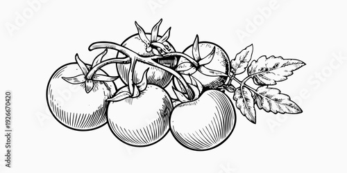 A detailed ink illustration of ripe tomatoes on the vine