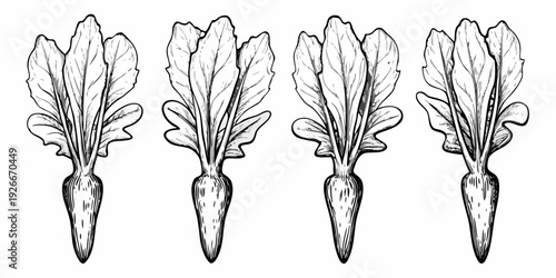 Four sketched beetroot plants with detailed leaves and root vegetables