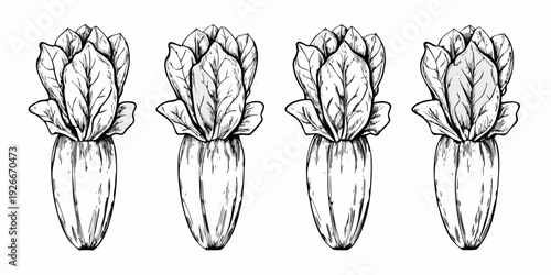 Four radicchio heads illustrated in a vintage botanical style